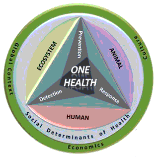 a circular representation of the 'One Health' model, which is a multi-disciplinary/ multi-sectoral concept that incorporates human, animal, and environmental health through the key activities of surveillance, response, and prevention. The external layer (represented in green) describes external context of 'One Health,' specifically, the global context, economics and culture. Within that circle is a blue circle with the words "social determinants of health," which 'One Health' is expected to enhance. Within these two circles is a triangle with the words "One Health" in the middle and the key themes that make up 'One Health:' "prevention, detection and response" in the corners. This triangle is surrounded by the three main areas of 'One Health,' namely ecosystem, animal and human.
