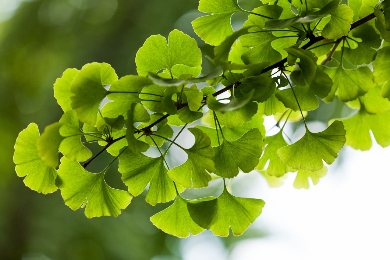 Gingko Biloba picture