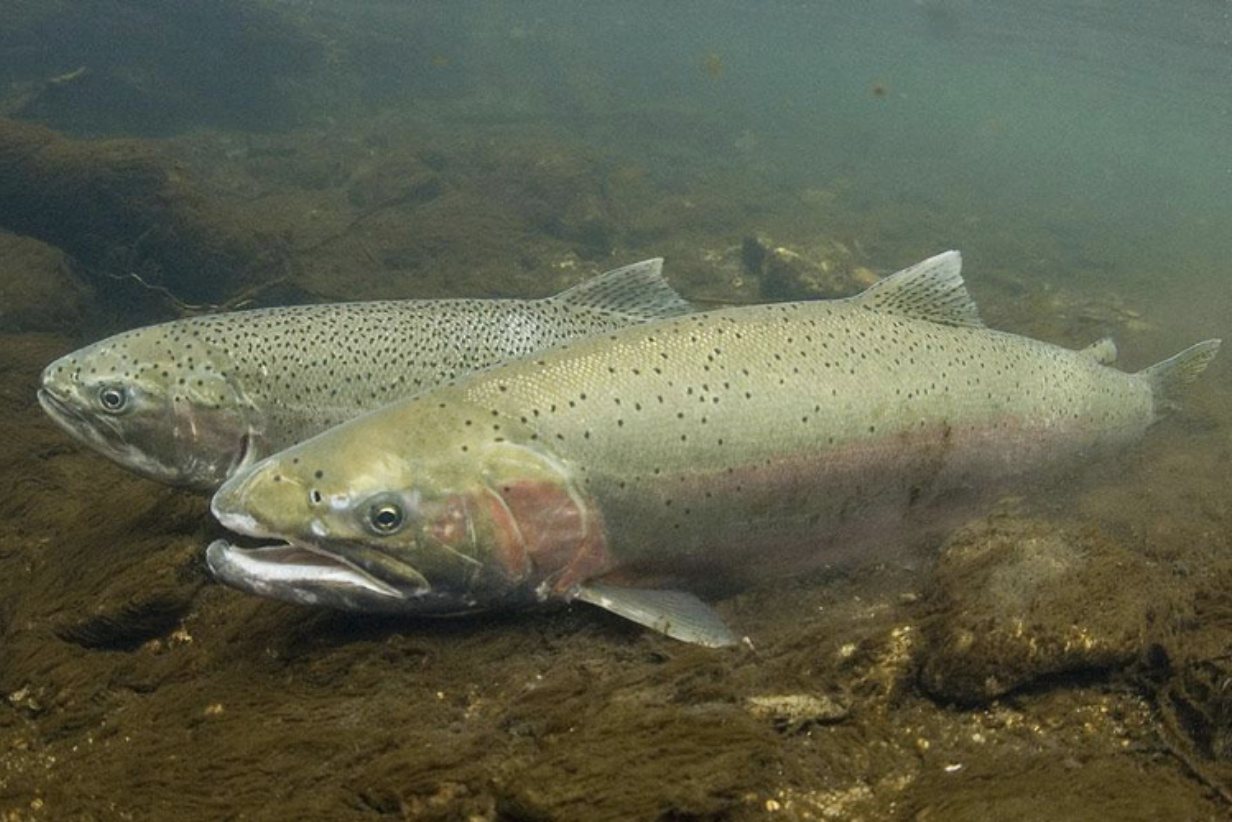 Steelhead.