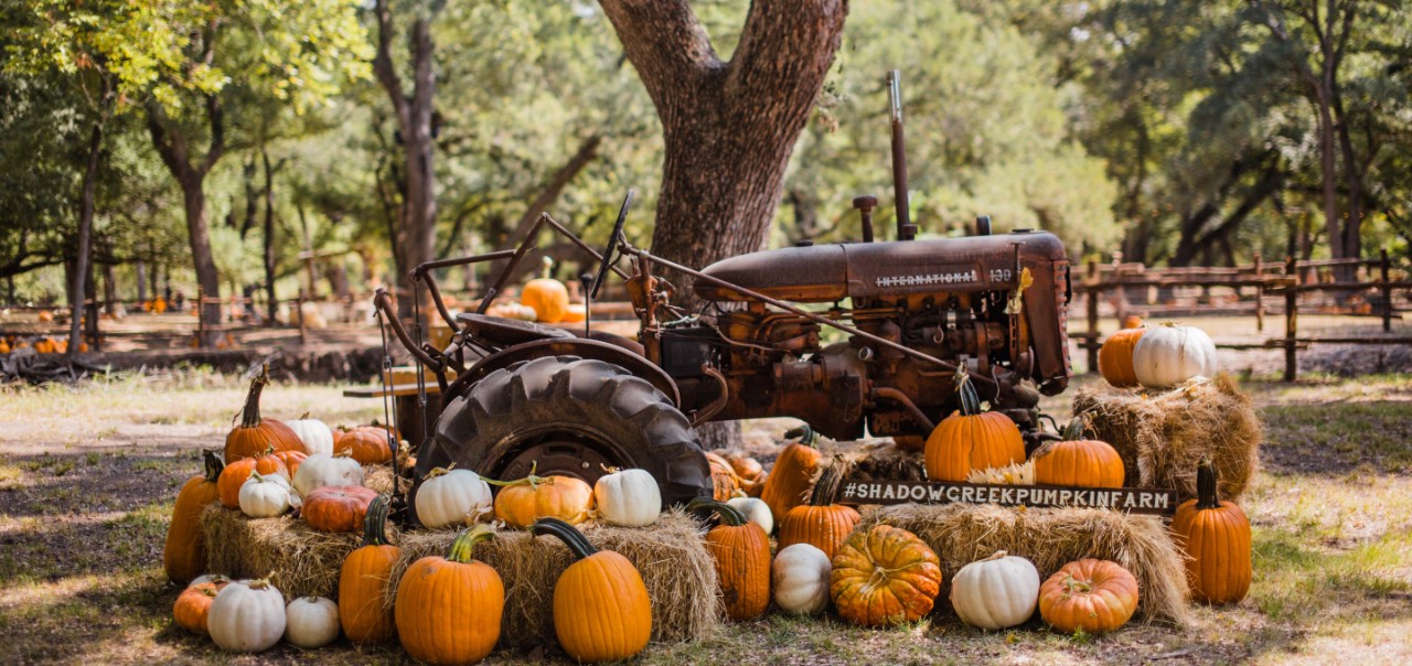 A tractor and pumpkins.