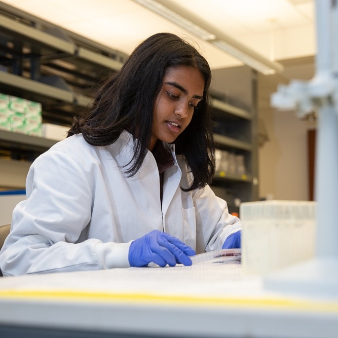 UPRISE Medical Sciences student Afra Rahman works in Dr. Karthick Chella-Krishnan’s lab.