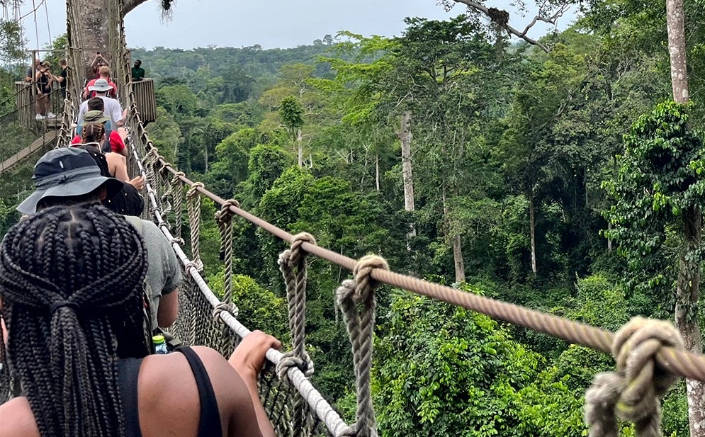 Several people walk along a rope walkway suspended in the trees in a densely forested landscape.
