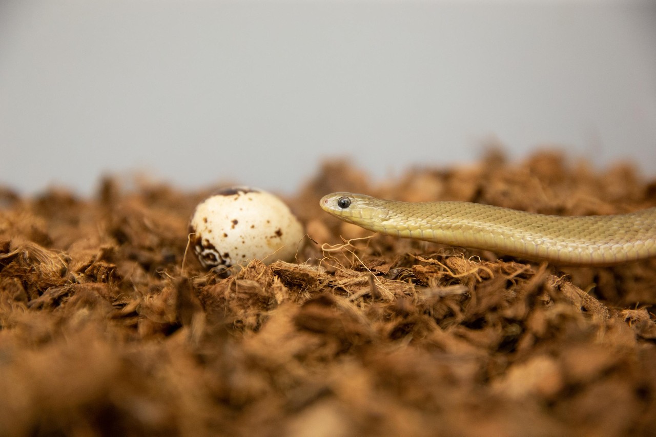 A Gans' egg-eater sizes up a quail egg.