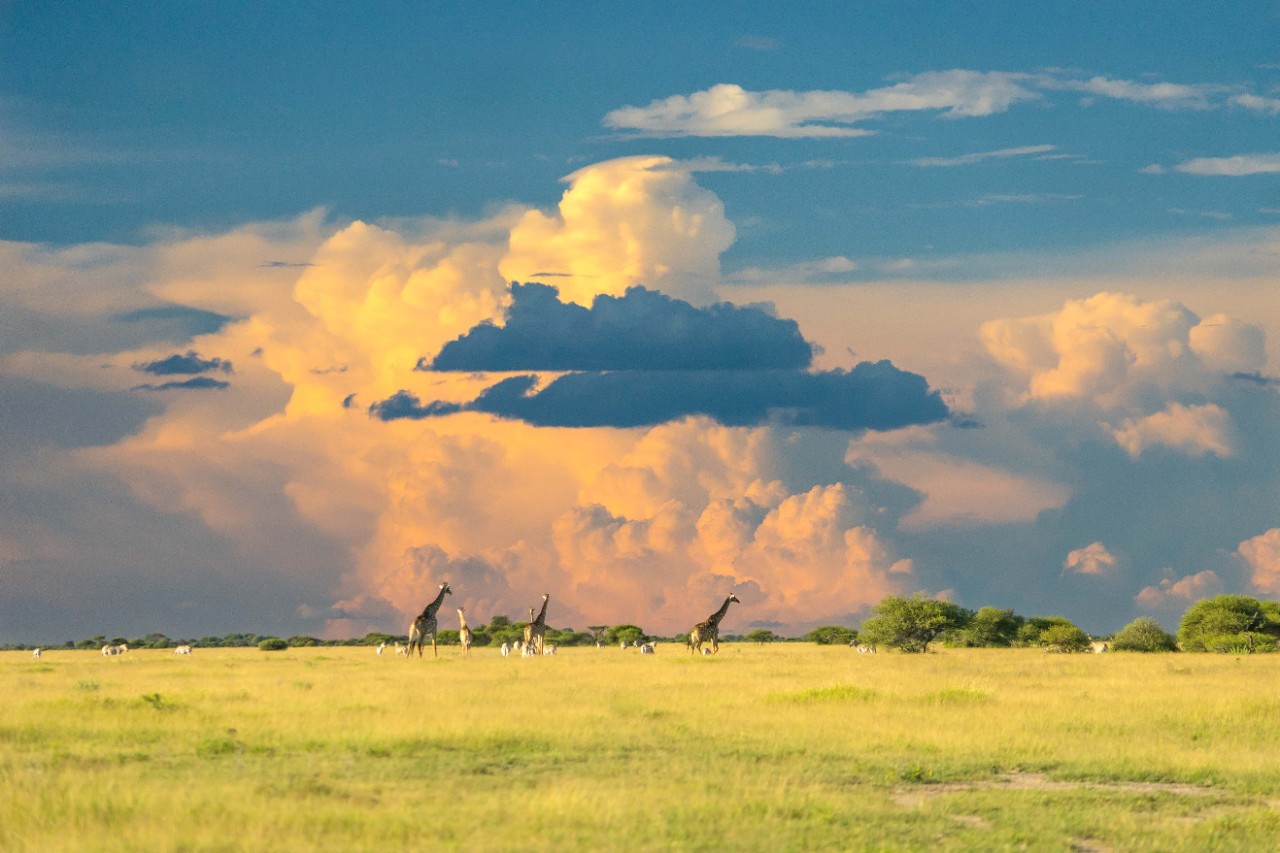 Clouds just before sunset in Botswana. Photo via Unsplash. Taken by Hans-Jurgen Mager. 