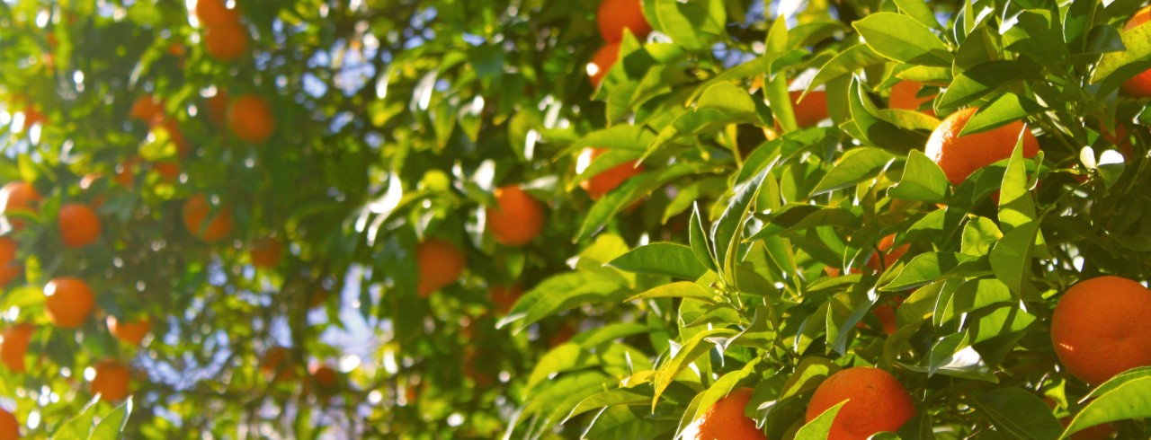 An orange tree.