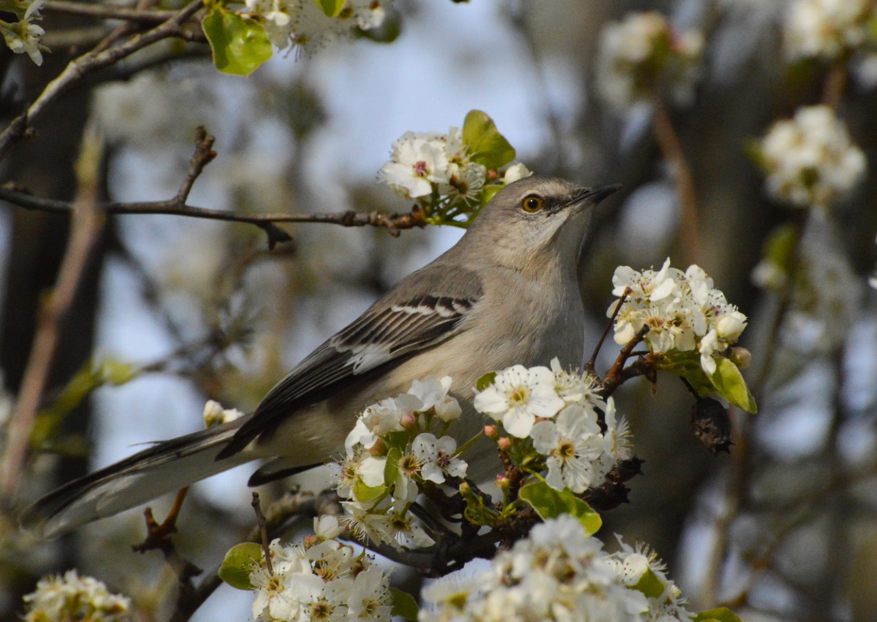 A mockingbird sits in a Callery pear tree.