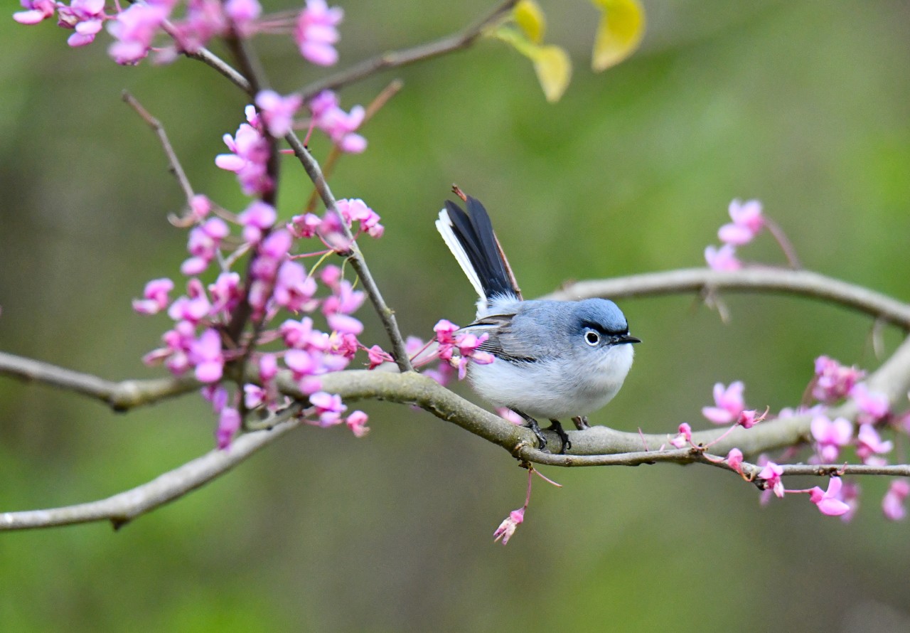 A blue-gray gnatcatcher on a redbud tree.