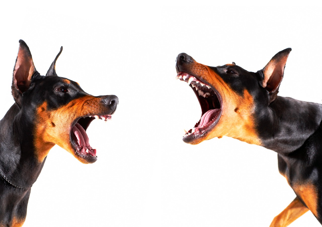 Dobermans bark at each other.