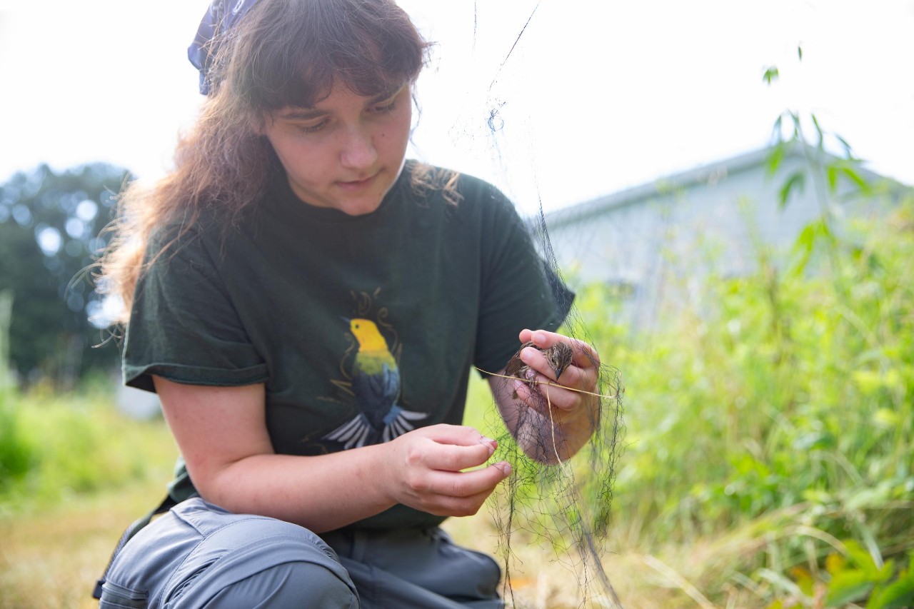 A bird bander kneels to remove a bird from a net in a tallgrass prairie.