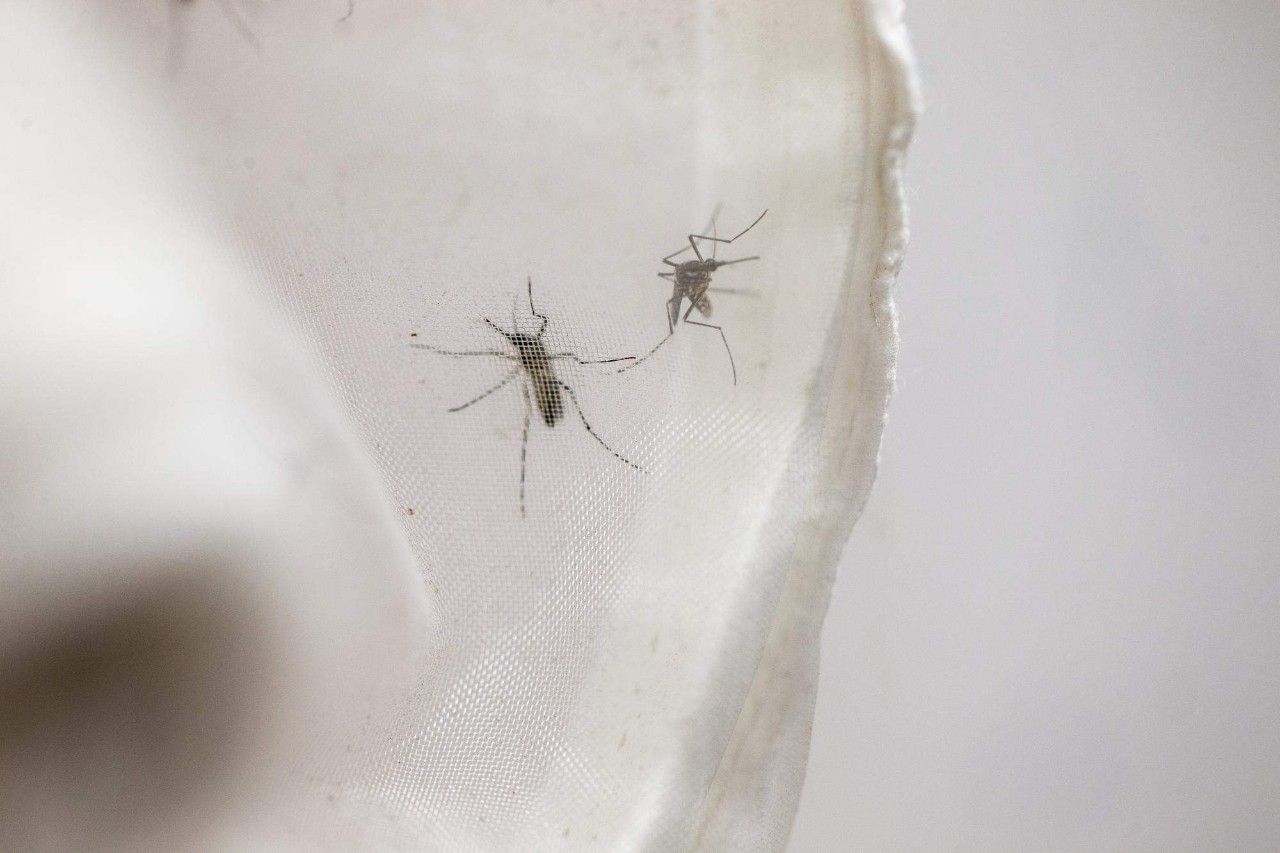 Two mosquitoes seen on piece of netting