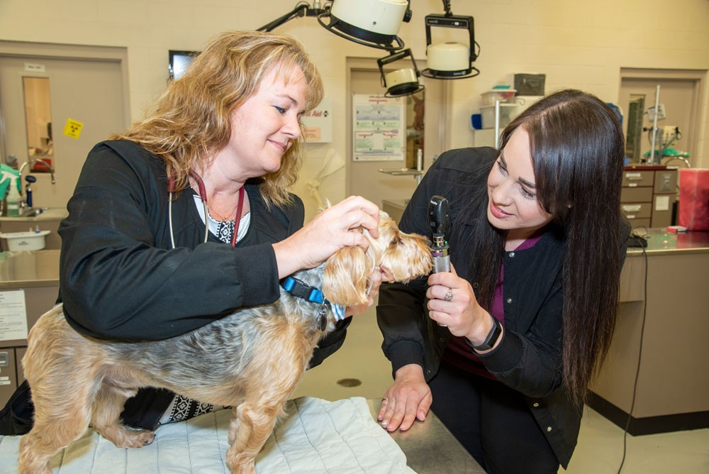 A professor and student wearing scrubs and checking on a dog