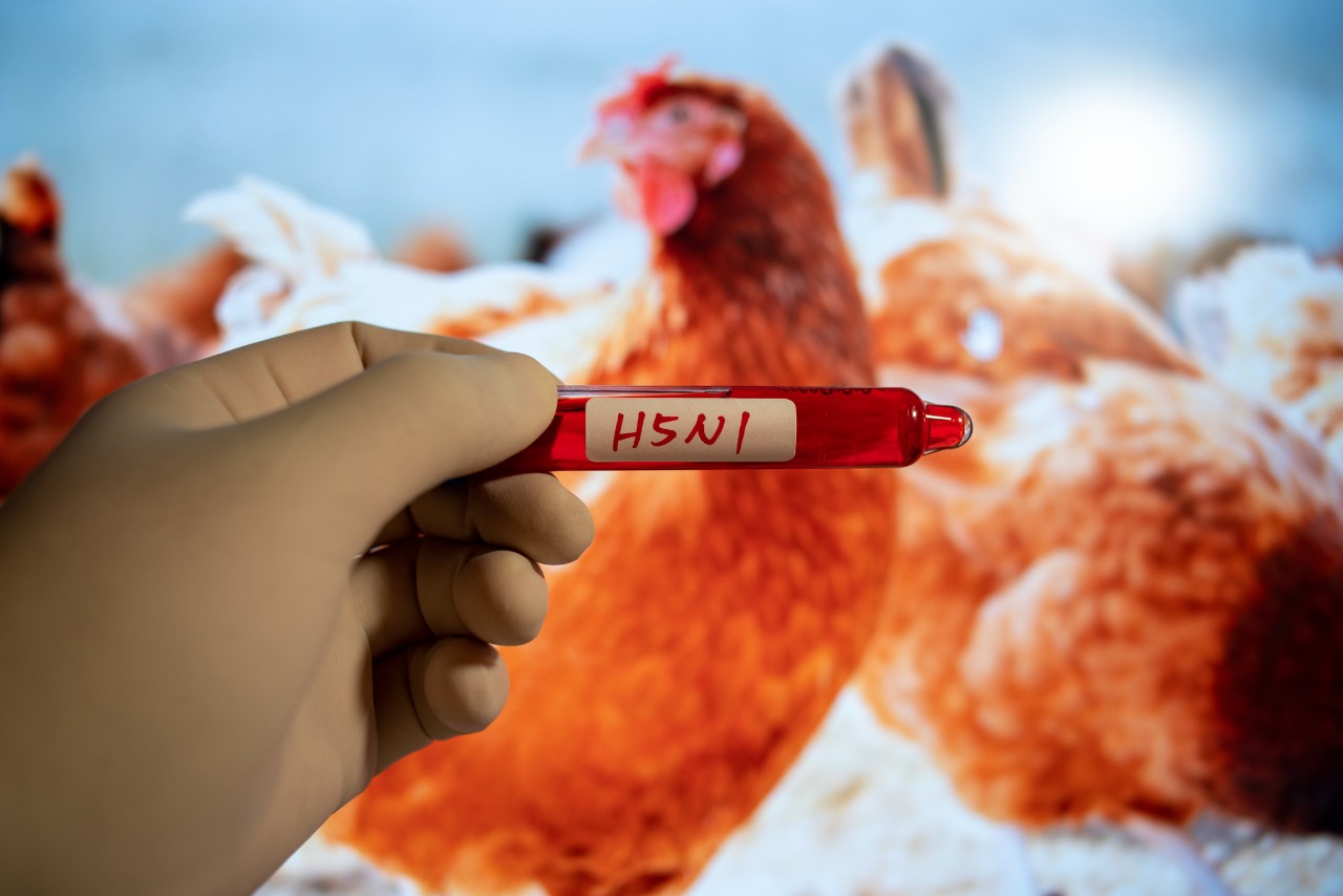 Illustration showing chickens and a gloved hand holding a blood sample labeled H5N1.