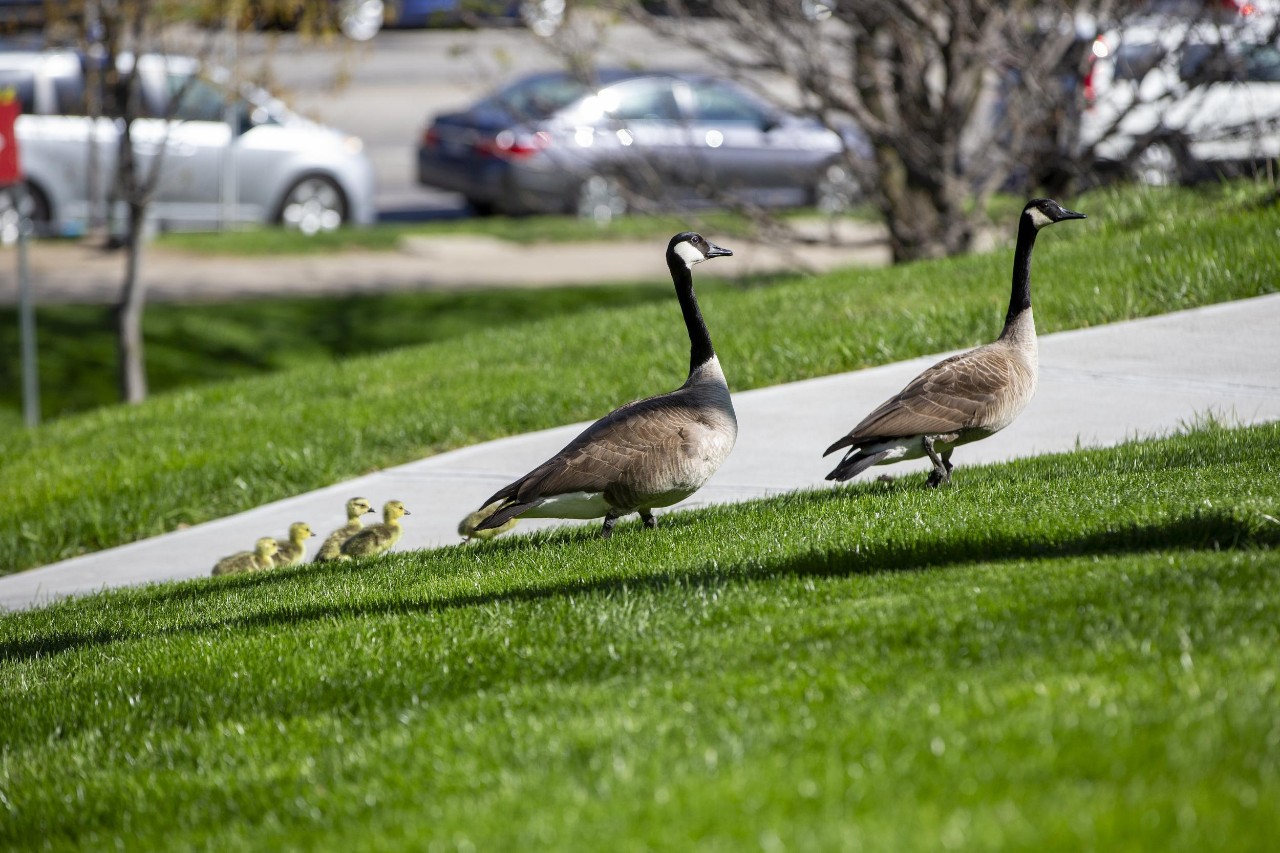 Five little goslings reunite with their parents on the campus lawn.