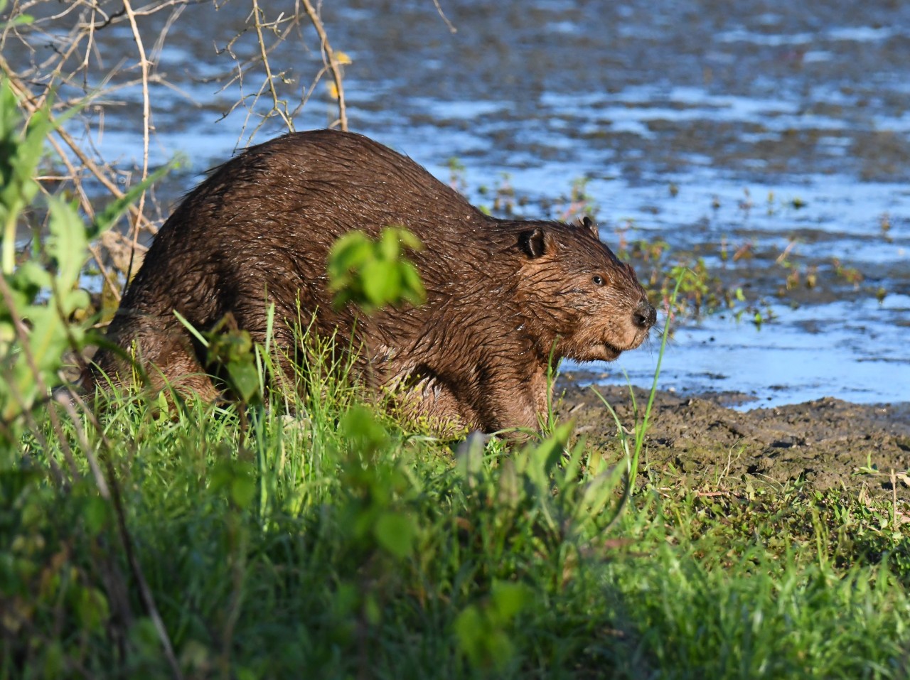 Beaver swimming entering clear water, Fernald Nature Preserve, Cincinnati, Ohio.
