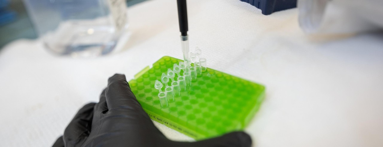A researcher wearing gloves pipettes samples in the Cunningham lab