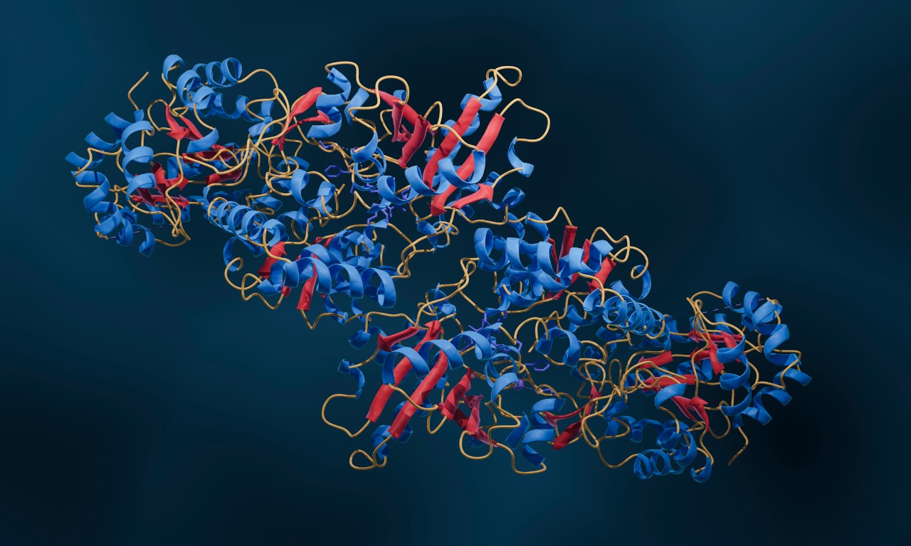 A 3D illustration of a multi enzyme complex, with red, blue and white coiled strings
