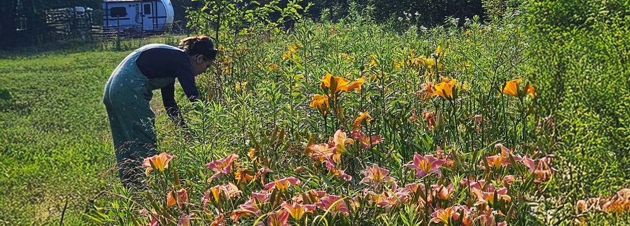 A person is tending to a garden full of blooming flowers on a sunny day