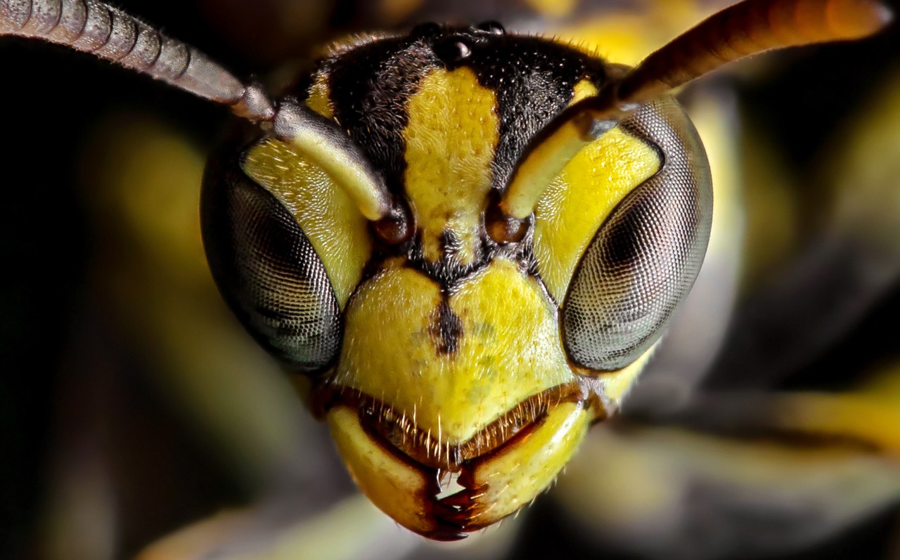 A hornet's face in closeup.