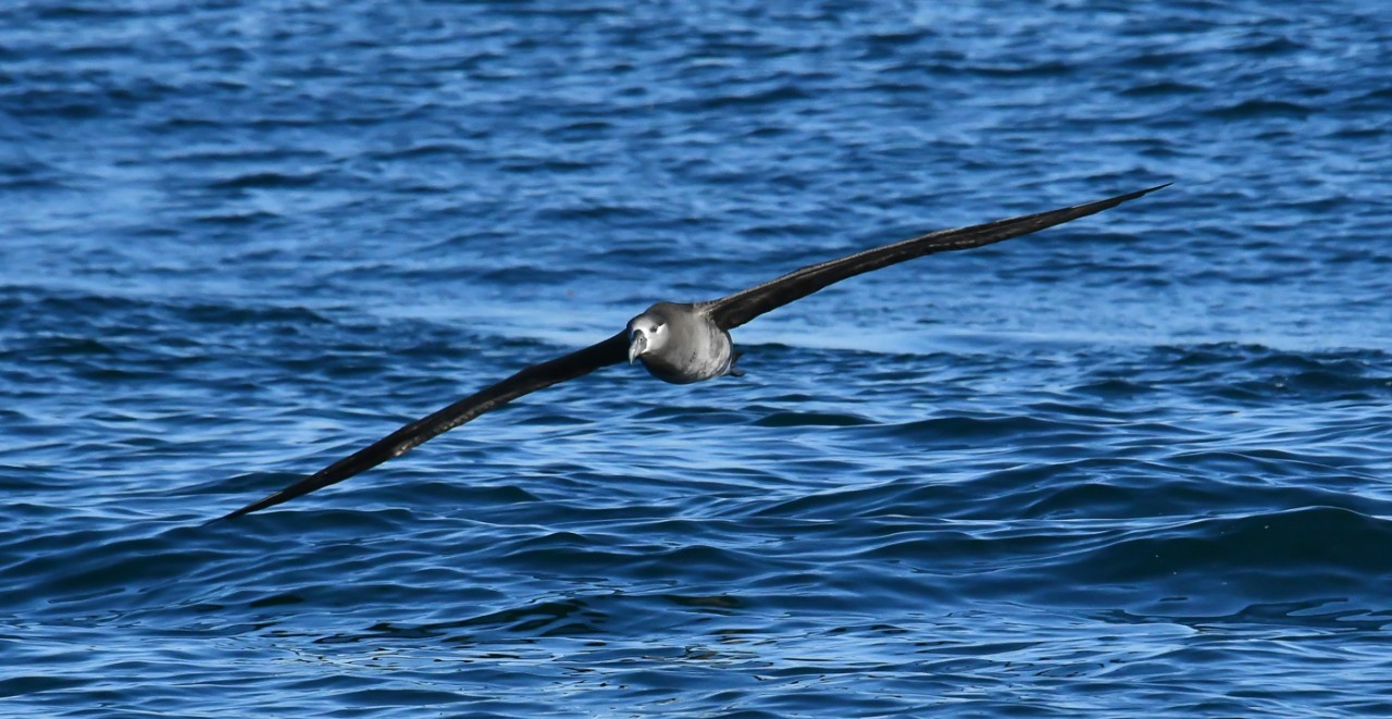 A black-footed albatross angles like a fighter plane using dynamic soaring to harness the wind over the Pacific Ocean.