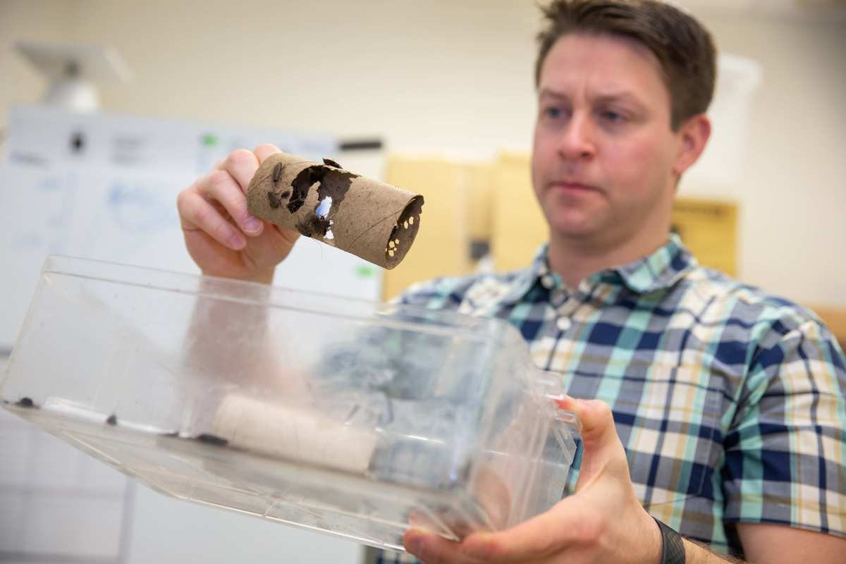 Joshua Benoit holds up a cardboard tube holding Pacific beetle-mimic cockroaches.