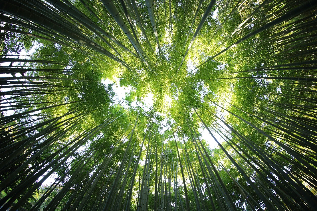 Trees in a circle