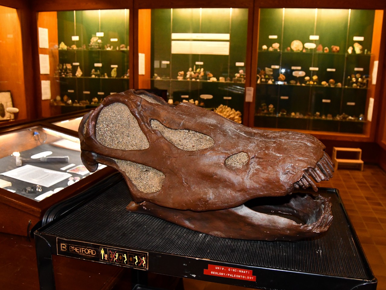 A Diplodocus skull sits on a cart in front of glass display cases.