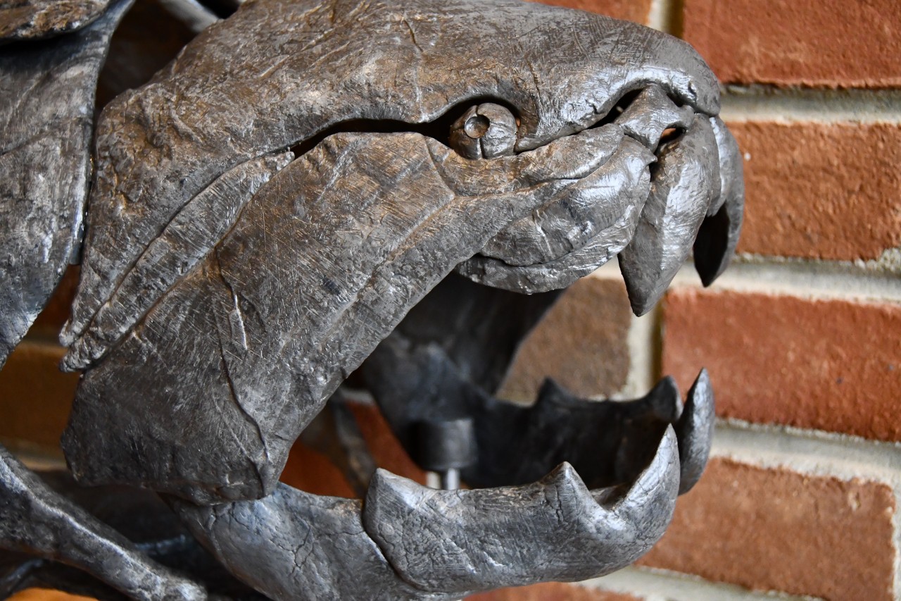 The fossilized skull of Dunkleosteus.