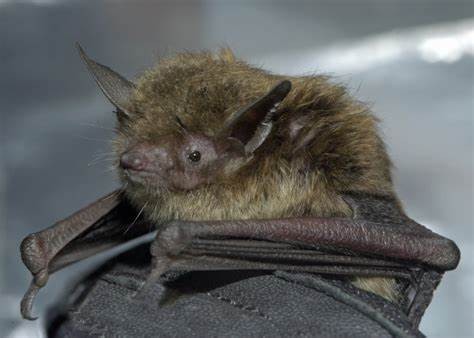 the little brown bat