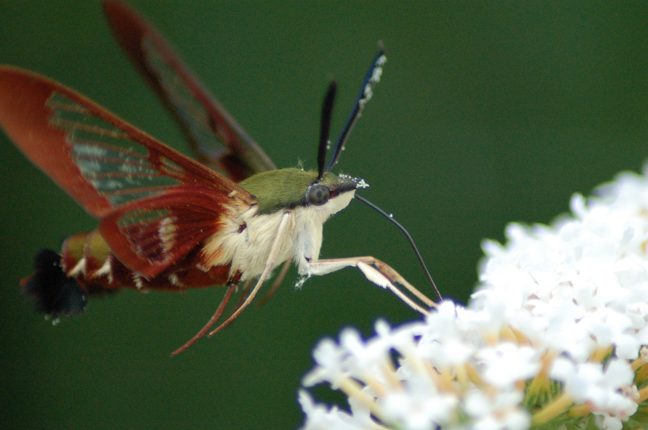 A hummingbird moth lands on white flowers.